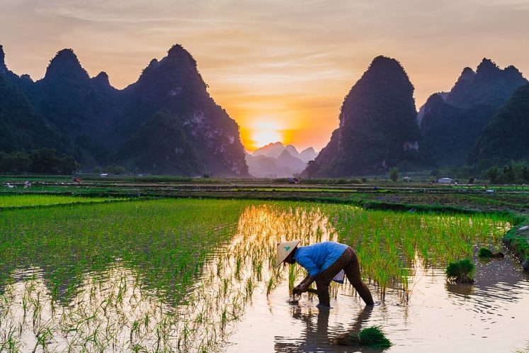 rice-cultivation-rice-fields-english-farmers-agriculture